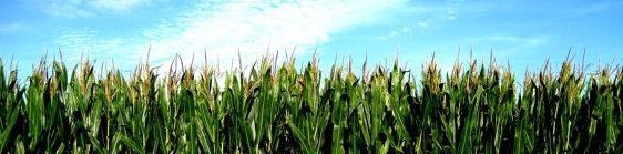 cornfed4302 OnlyFans profile picture