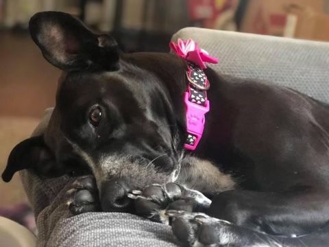 oreothedog OnlyFans profile picture