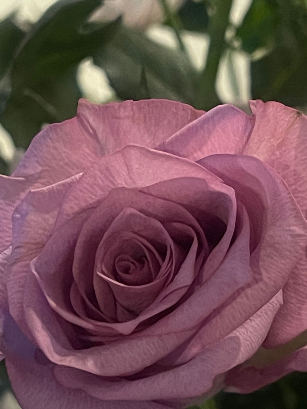 dark_flower666 OnlyFans profile picture