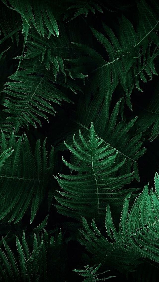juneaum OnlyFans profile picture