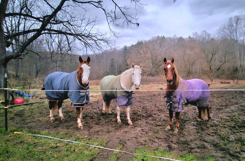 east_coast_cowgirl OnlyFans profile picture