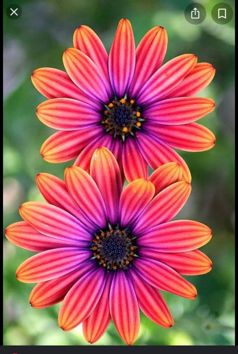lovelyflowers11 OnlyFans profile picture