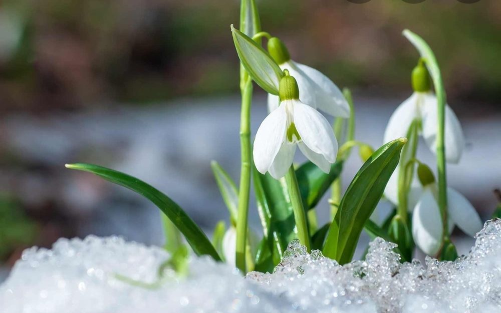 sweetgalanthus OnlyFans profile picture