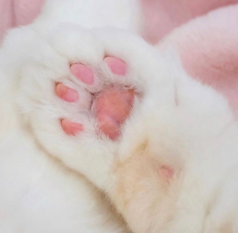 toebeanqueen710 OnlyFans profile picture