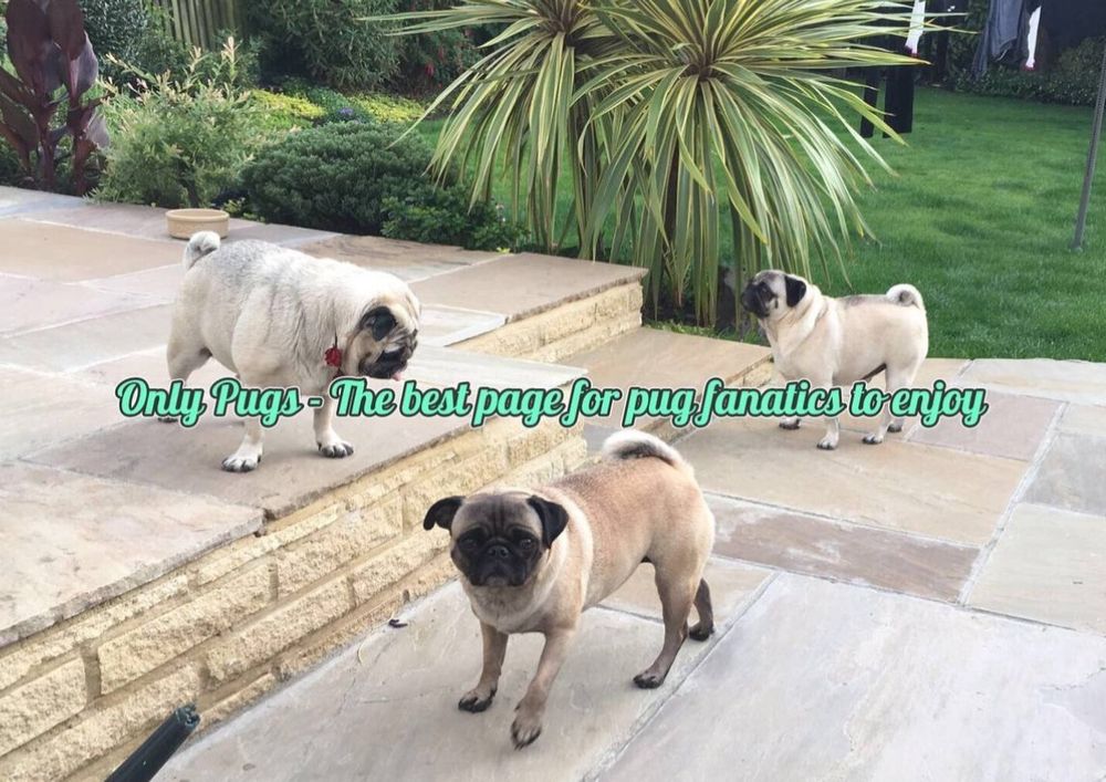 onlypugs1 OnlyFans profile picture