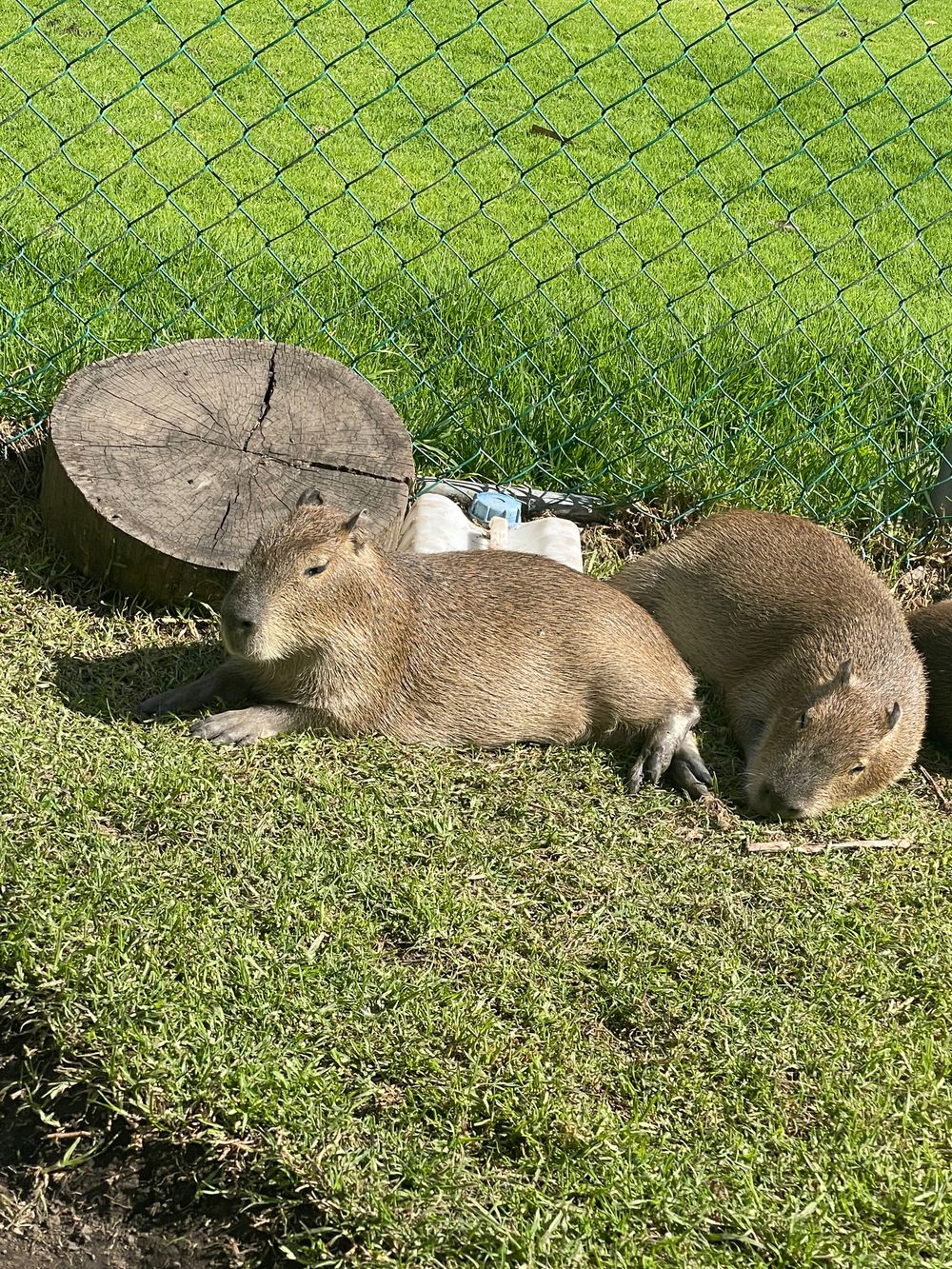 ilovecapibara OnlyFans profile picture