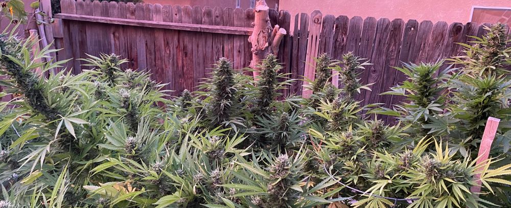 breeannabis OnlyFans profile picture