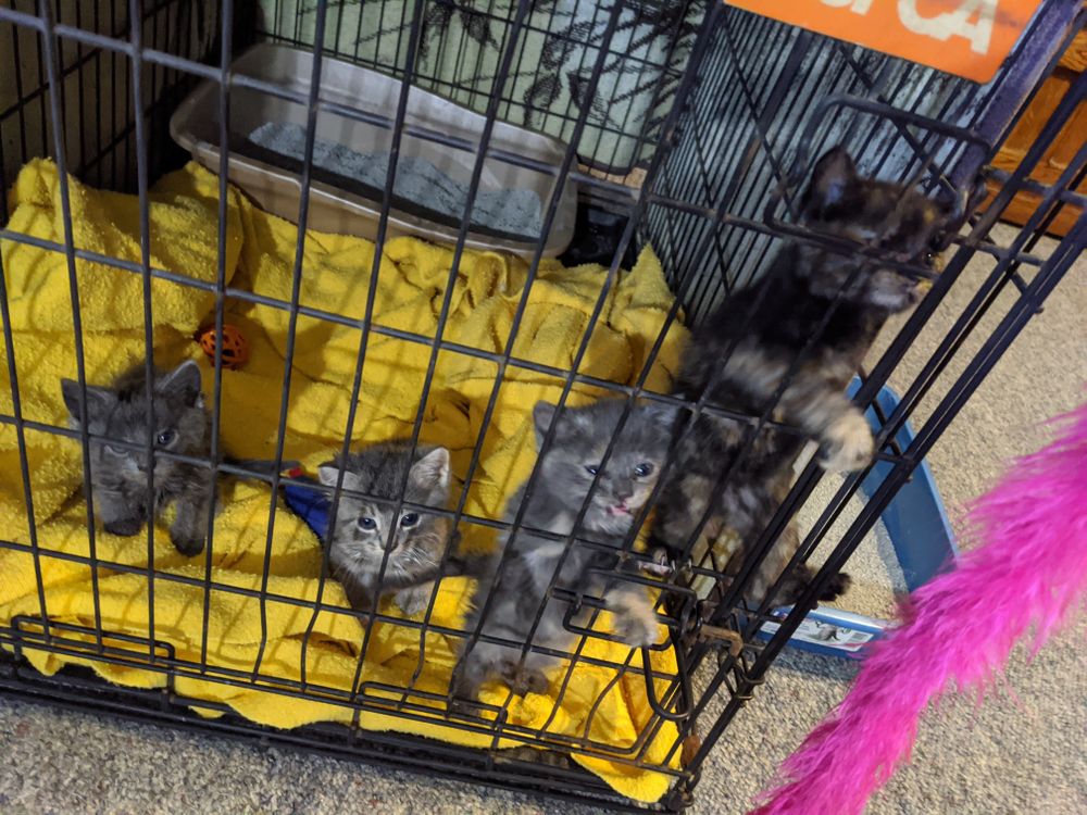 fosterkittens OnlyFans profile picture