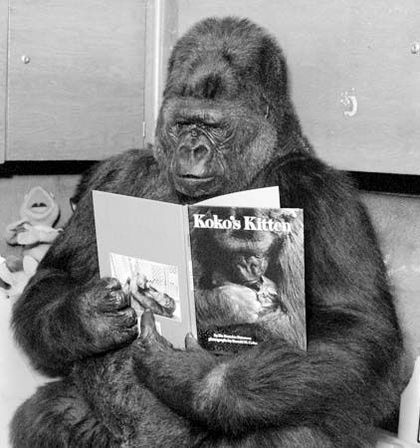 gorillapresscomics OnlyFans picture