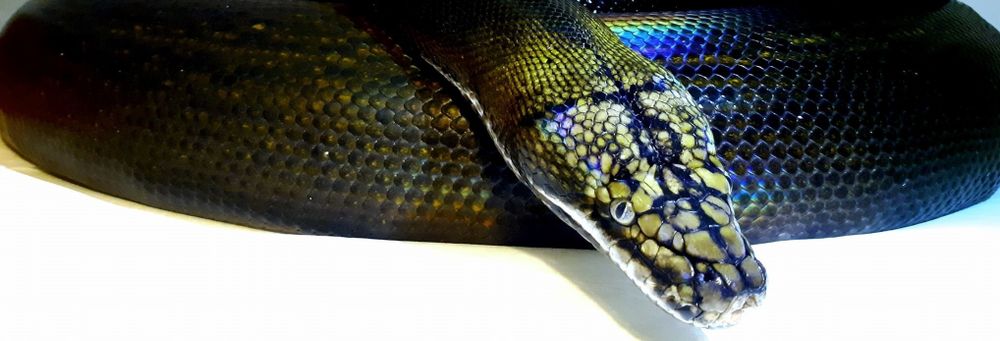 sadisticserpent OnlyFans profile picture