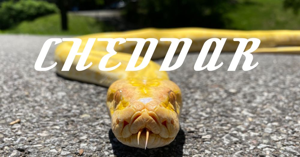 cheddar_boi OnlyFans profile picture