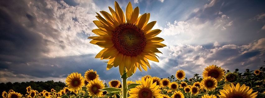 avaflower787 OnlyFans profile picture