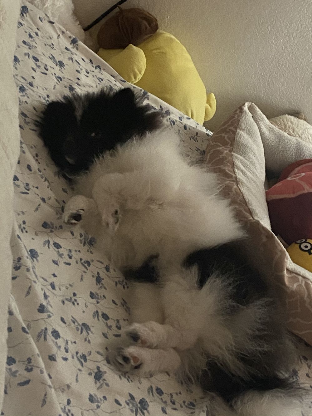 tofubabymunchie OnlyFans profile picture
