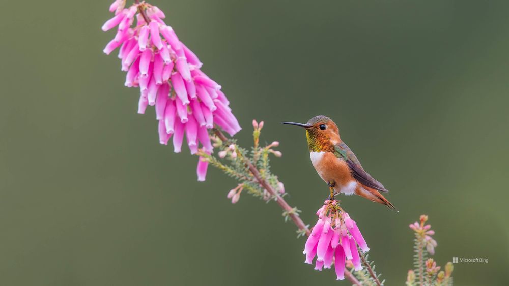 birdsandflowers OnlyFans profile picture