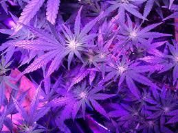snowflake710 OnlyFans profile picture