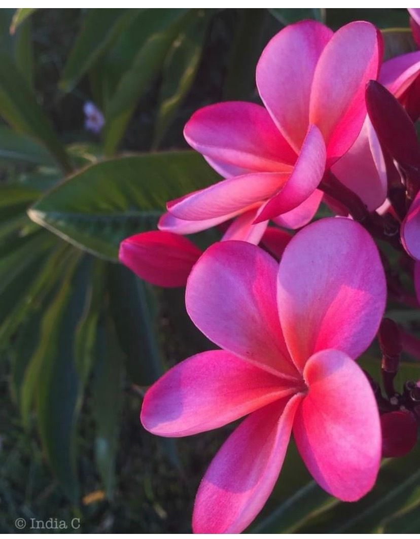 pretty.butterfly OnlyFans profile picture