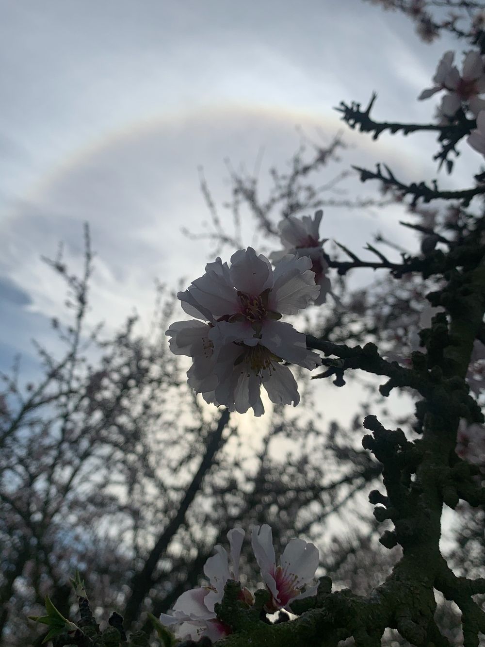 everyoneblooms OnlyFans profile picture