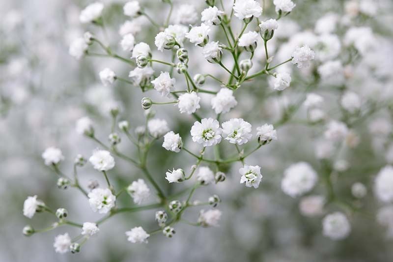 babysbreath17 OnlyFans profile picture