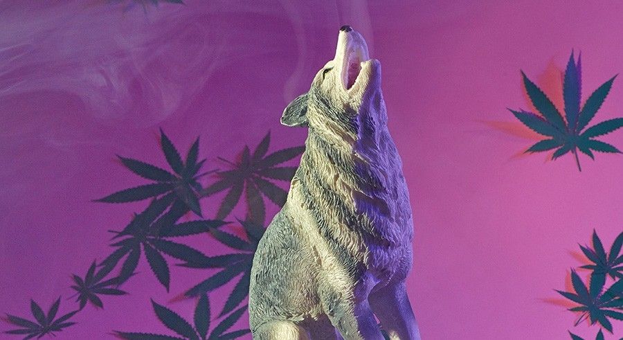officialstonerwolf OnlyFans profile picture