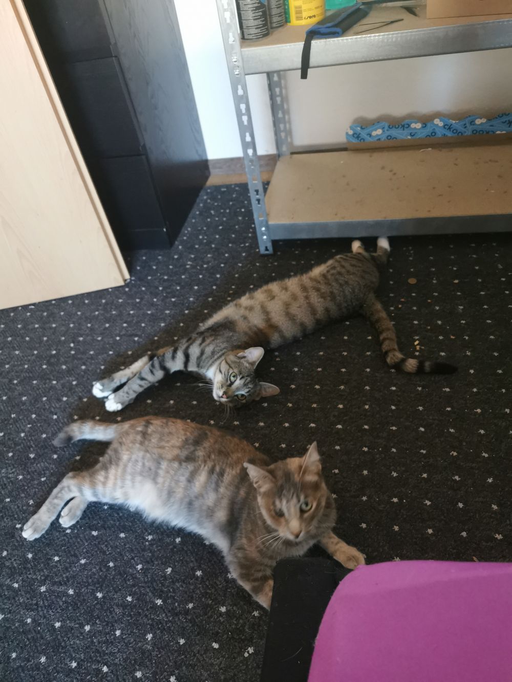 damncats OnlyFans profile picture