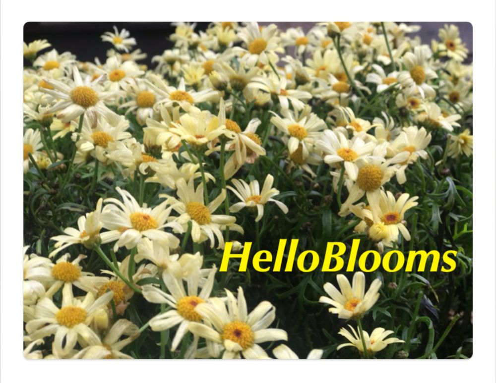 helloblooms OnlyFans profile picture