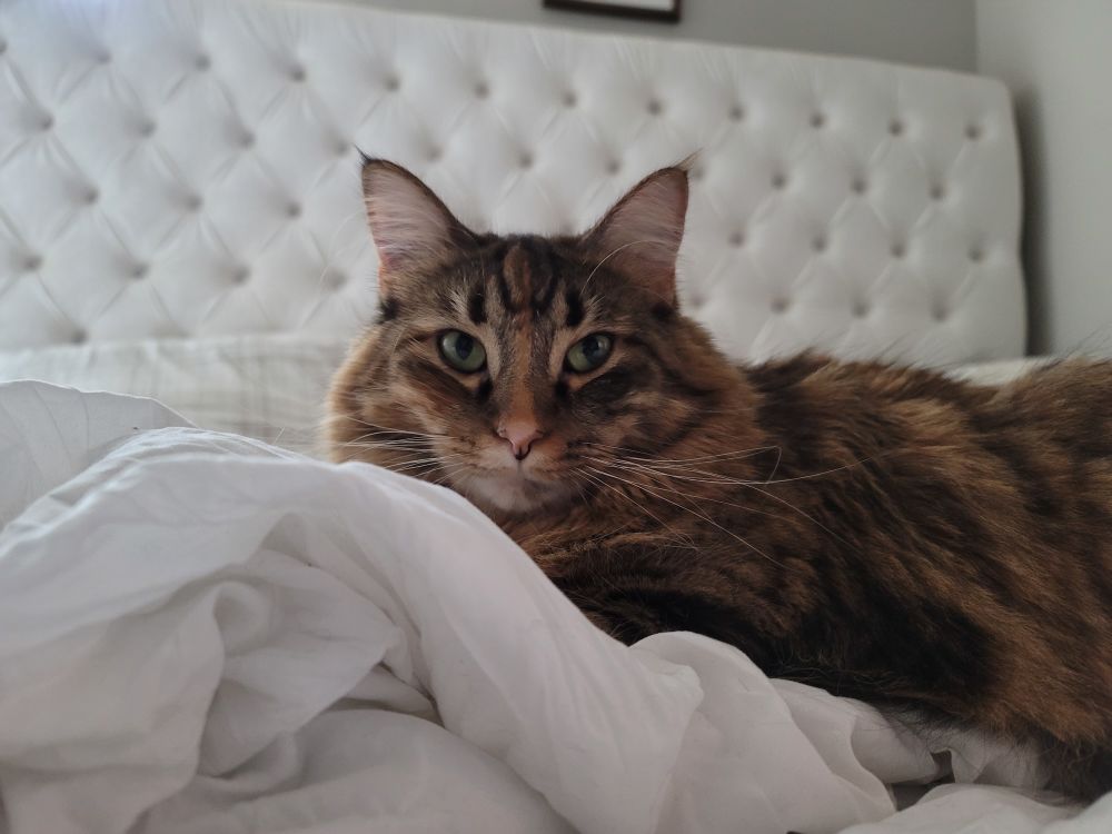 kittycatnat111 OnlyFans profile picture