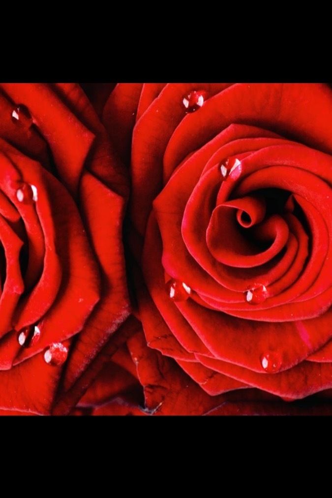 harlowhayes OnlyFans profile picture