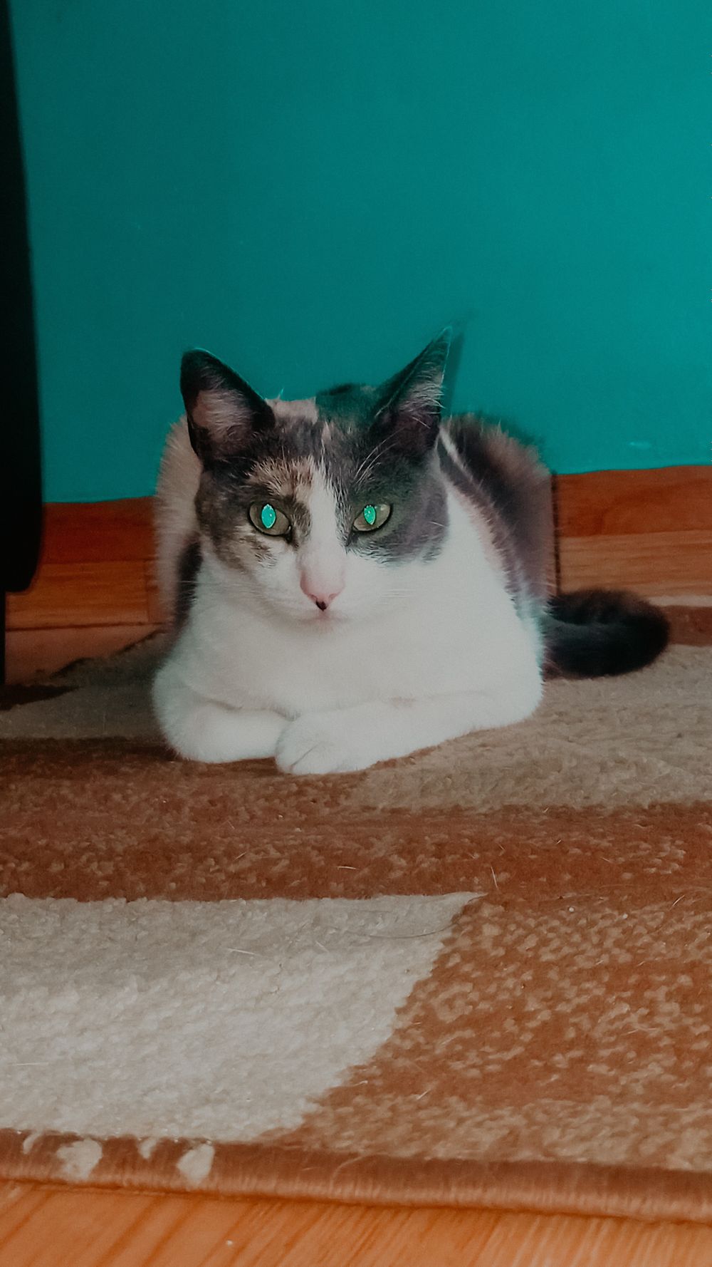 babigatitainfluencer OnlyFans profile picture