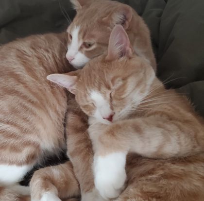 cuddlycats OnlyFans picture