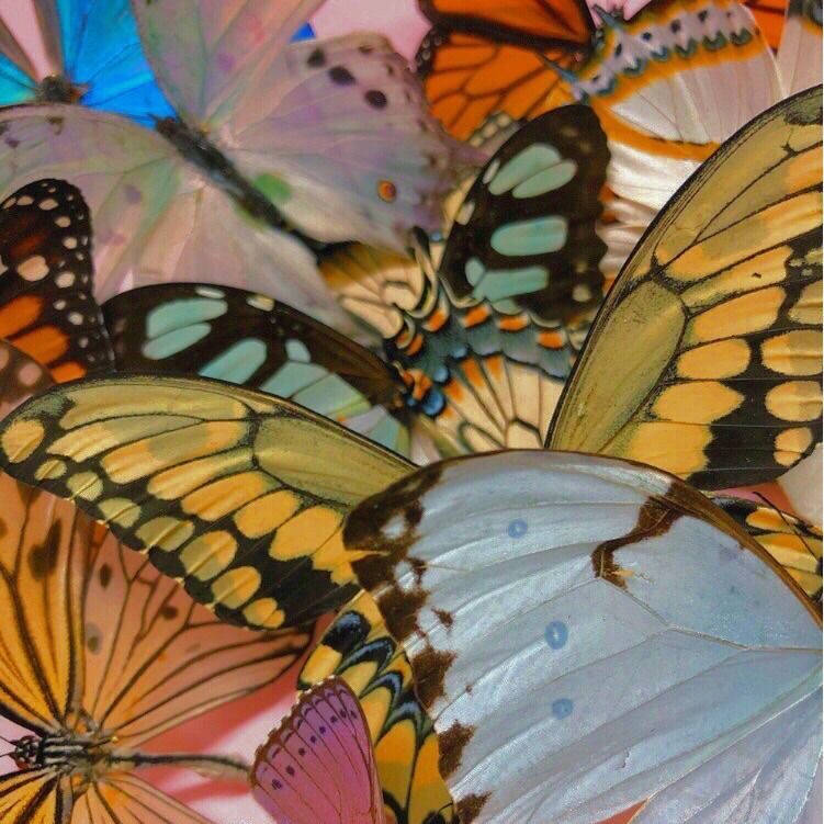 symrose OnlyFans profile picture