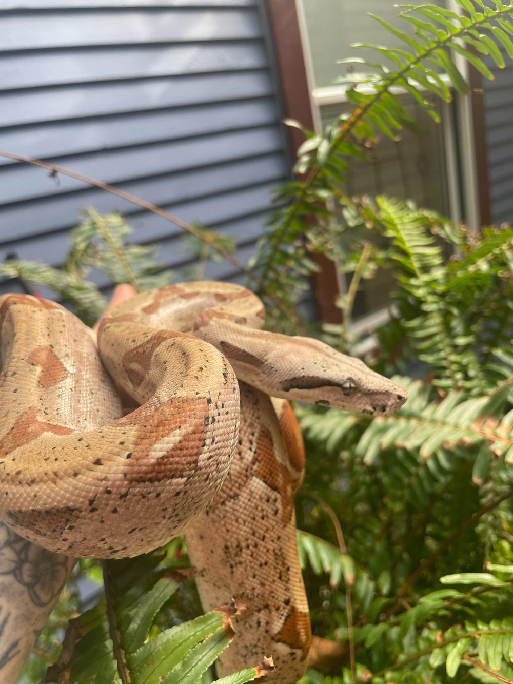 thatreptilechick OnlyFans profile picture