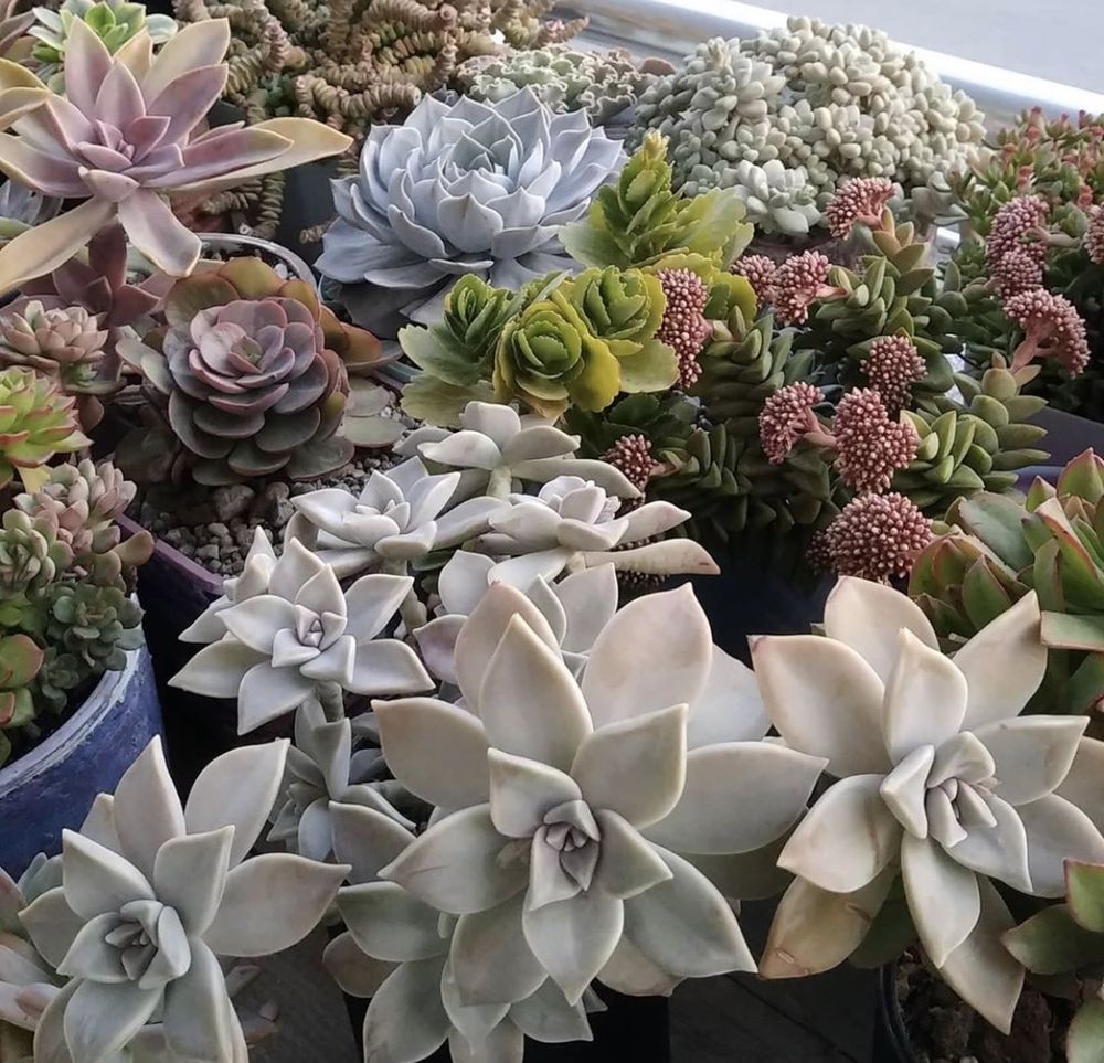 succulantmatities OnlyFans profile picture