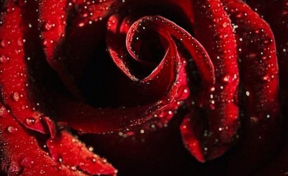 theonerose OnlyFans profile picture
