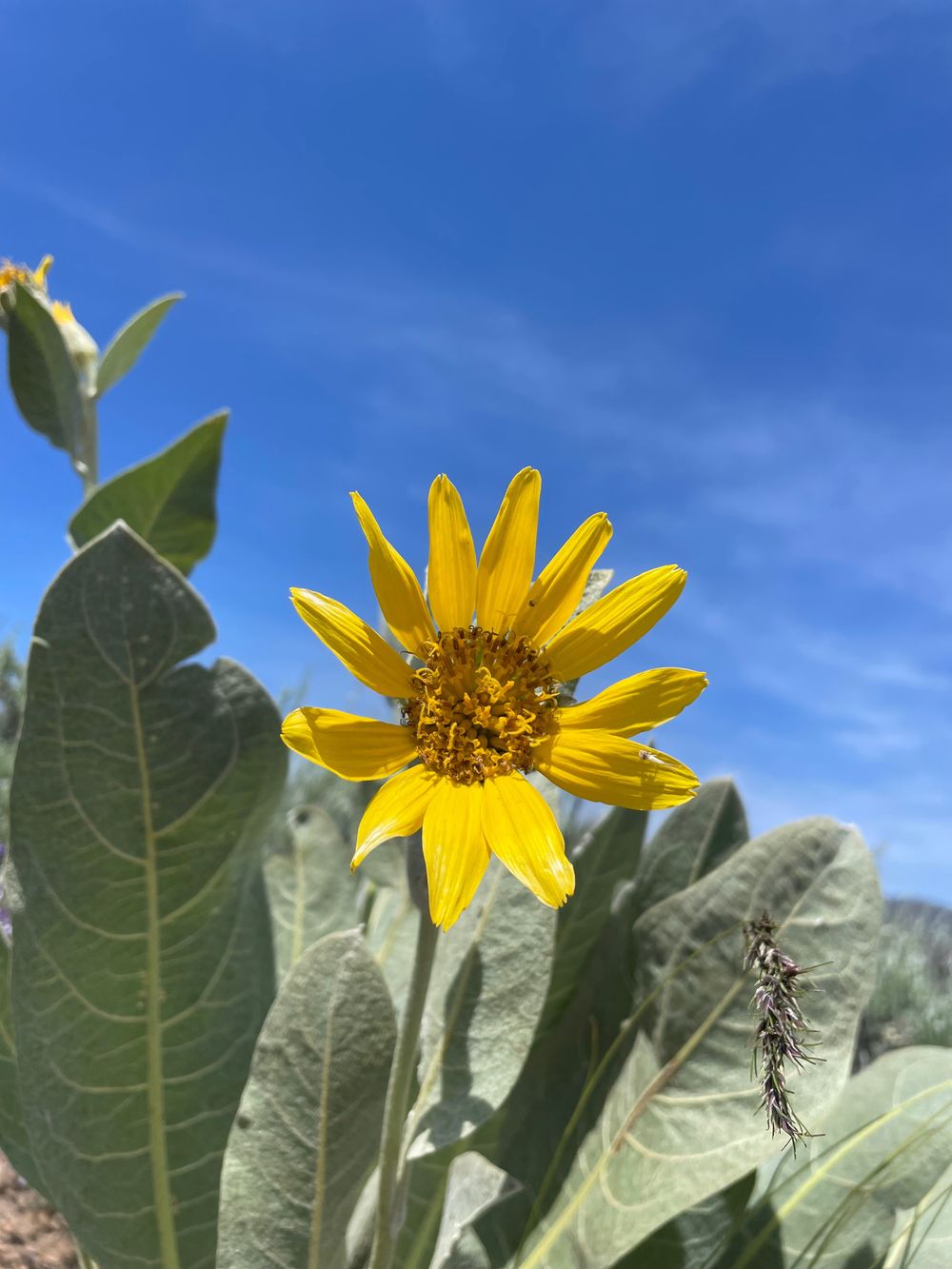sunflowerfairy OnlyFans profile picture