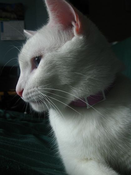 tsuki-cat OnlyFans picture