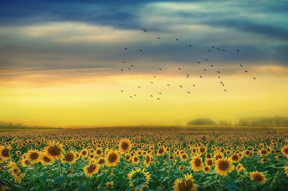 girasol.04 OnlyFans profile picture