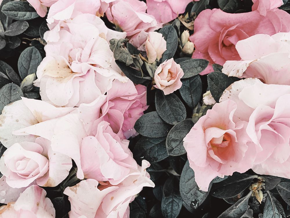 fluersflowergarden OnlyFans profile picture