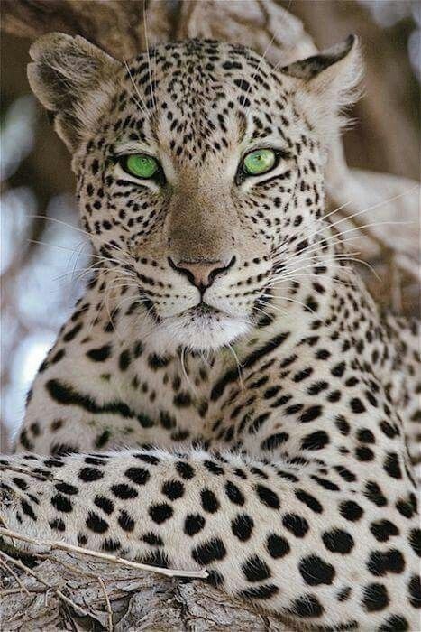 cougarlicks OnlyFans profile picture