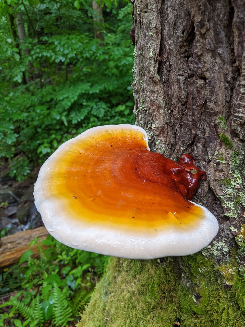 faeryspores OnlyFans profile picture