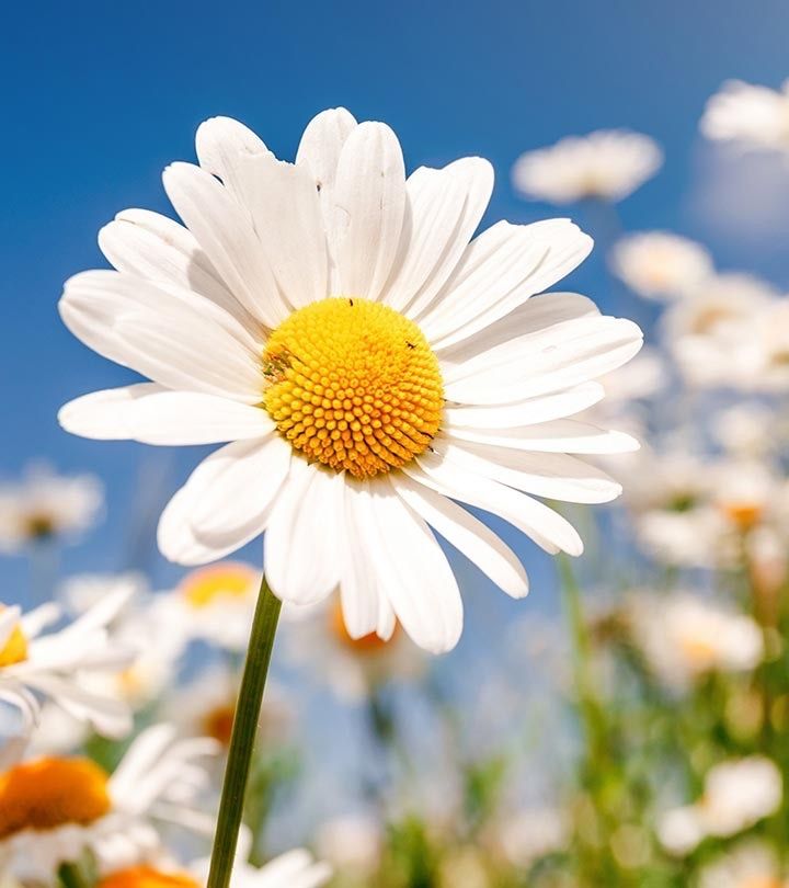 allofdaisy OnlyFans profile picture