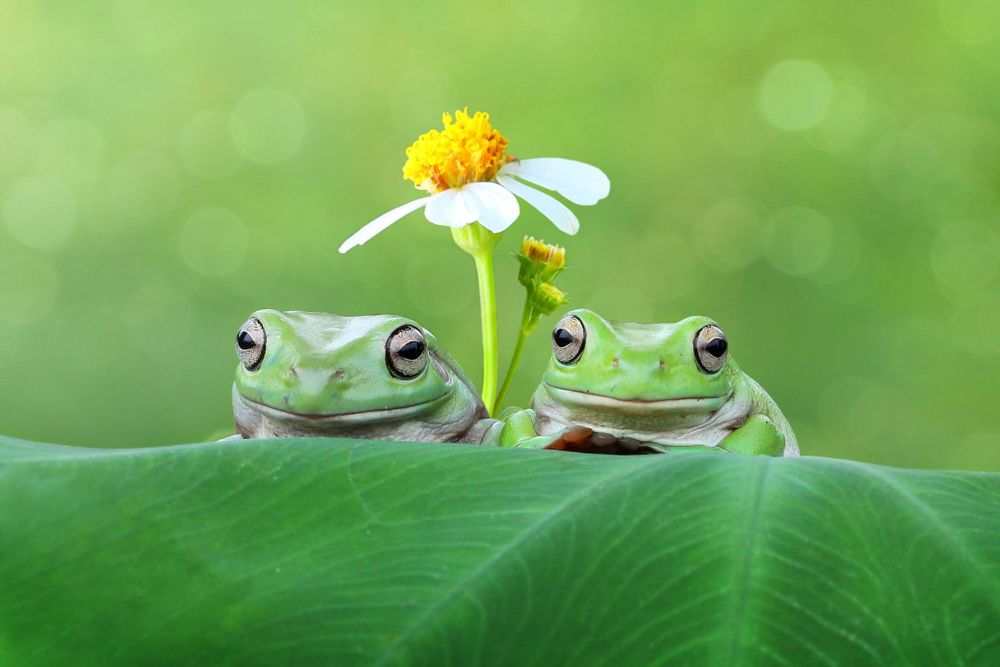frogsrcute OnlyFans profile picture
