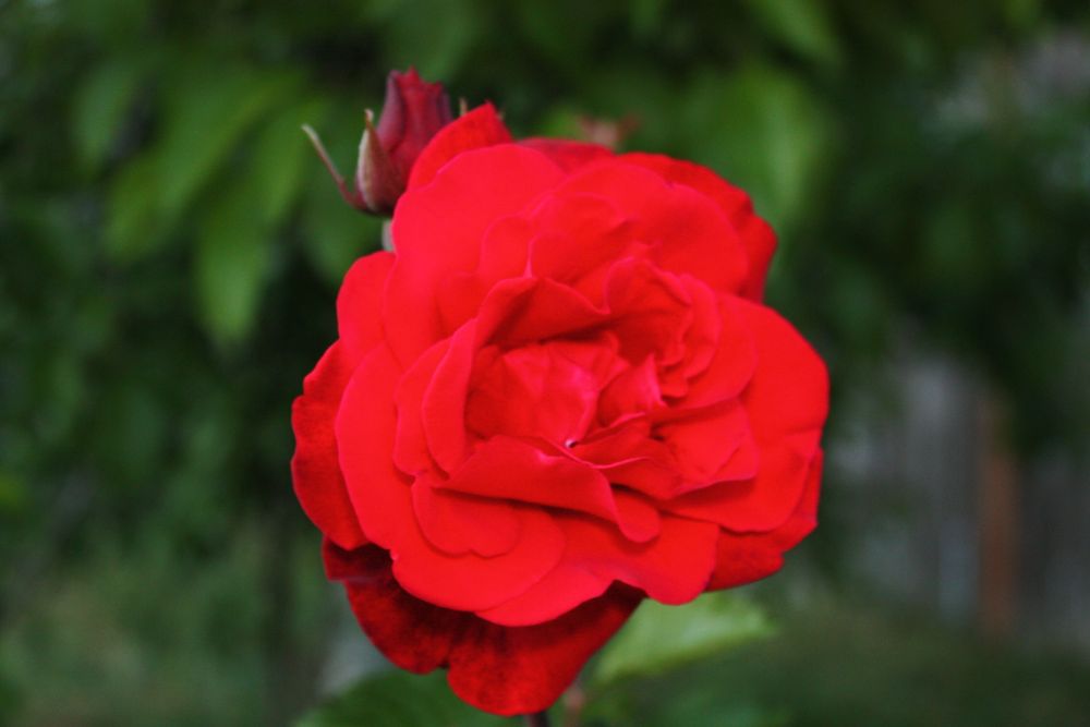 rose2697 OnlyFans profile picture