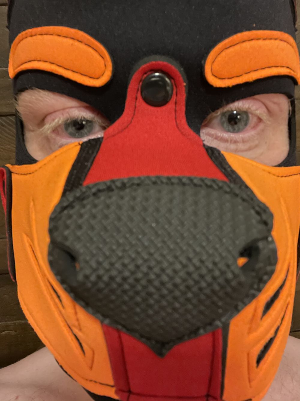 acciopup OnlyFans profile picture