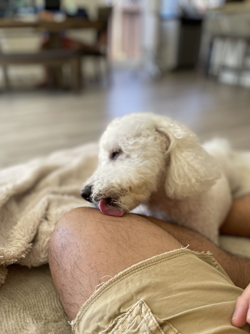 snoweythepoochon OnlyFans profile picture