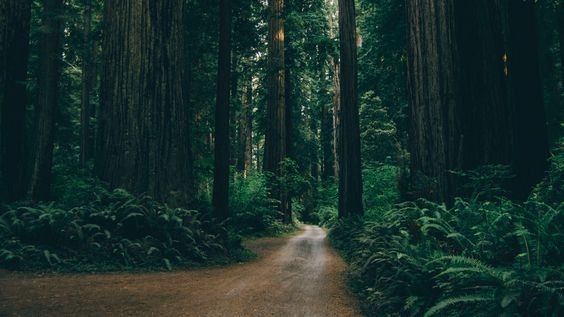 fascinatingforest OnlyFans profile picture