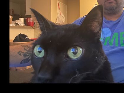 onlycats704 OnlyFans picture
