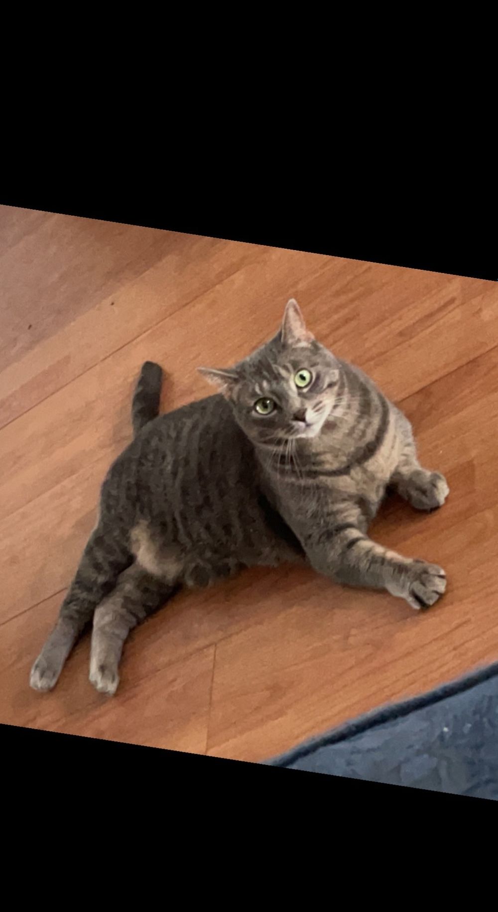 meowtalk OnlyFans profile picture