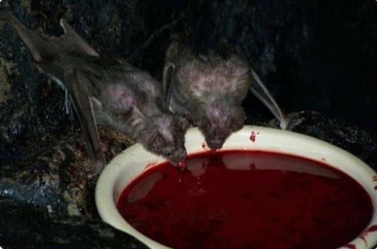 bloodstained OnlyFans profile picture