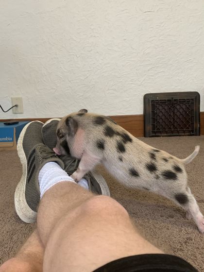 cleoporktra OnlyFans picture