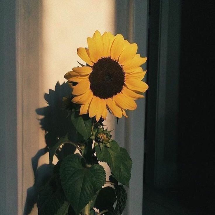 sunniedayy OnlyFans profile picture